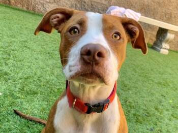 ROWAN -  Pit Bull Terrier and Mixed Breed Dog for Adoption in Moreno Valley, California - ROWAN | PetCurious