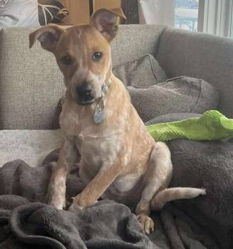Rescue Mixed Breed Dogs for Adoption in De Pere, Wisconsin - Hendrix | PetCurious