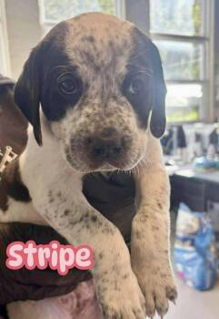 Rescue Spaniel Dogs for Adoption in Ringwood, New Jersey - Stripe | PetCurious