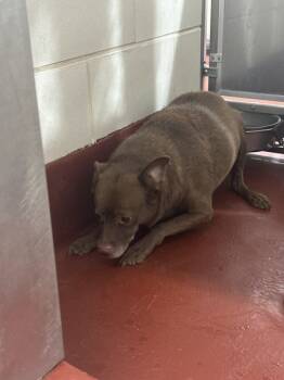 Rescue Labrador Retriever and Chihuahua Dogs for Adoption in Marietta, Georgia - (879) | PetCurious