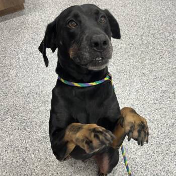 Canelo aka Duke -  Hound and Mixed Breed Dog for Adoption in Loxahatchee Groves, Florida - Canelo Aka Duke | PetCurious
