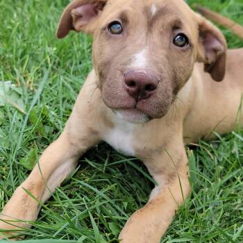 Flower -  Shepherd Dog for Adoption in Hornell, New York - Flower | PetCurious