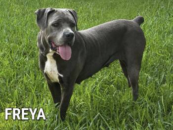 Freya -  Cane Corso Dog for Adoption in Lucas, Texas - Freya | PetCurious