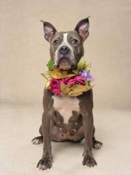Anastasia -  Mixed Breed Dog for Adoption in Atlanta, Georgia - Anastasia | PetCurious