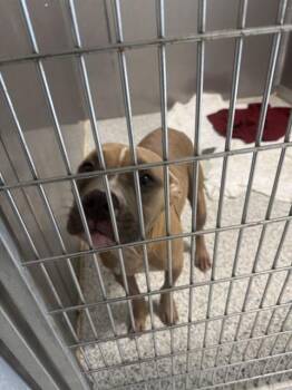 Rescue Labrador Retriever and Mixed Breed Dogs for Adoption in Brunswick, Georgia - GATCH | PetCurious