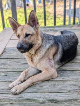 German Shepherd Dog Dogs Available for Adoption in Nashville, Tennessee - Cissie | PetCurious