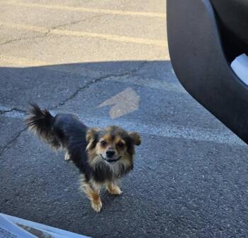 Gatsby -  Mixed Breed Dog for Adoption in Olympia, Washington - Gatsby | PetCurious