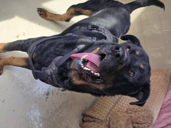 Rescue Rottweiler Dogs for Adoption in Dandridge, Tennessee - Bear | PetCurious
