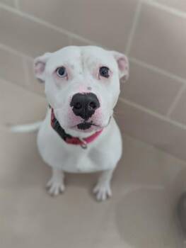 Pit Bull Terrier Dogs Available for Adoption in Dayton, Ohio - RIBBON | PetCurious