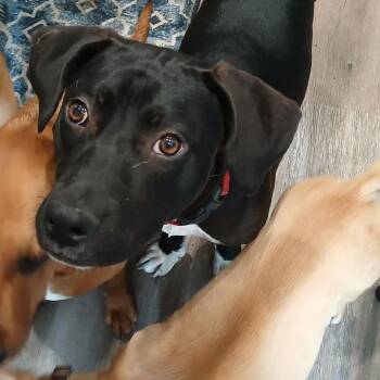 Bowie -  Labrador Retriever and Black Mouth Cur Dog for Adoption in Farmington, Connecticut - Bowie | PetCurious
