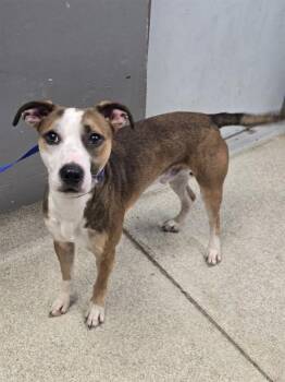 DUKE -  American Staffordshire Terrier and Mixed Breed Dog for Adoption in Tallahassee, Florida - DUKE | PetCurious