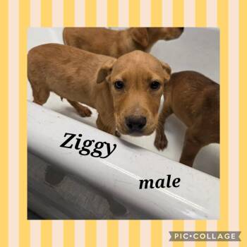 Labrador Retriever Dogs Available for Adoption in Ringwood, New Jersey - Ziggy | PetCurious