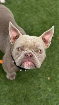 PIGLET -  Bulldog Dog for Adoption in San Francisco, California - PIGLET | PetCurious