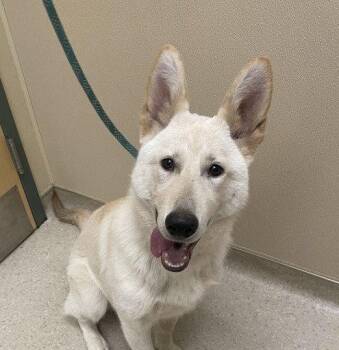 LANA -  German Shepherd Dog Dog for Adoption in Clyde, North Carolina - LANA | PetCurious