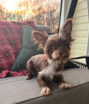 Yorkshire Terrier Dogs Available for Adoption - Buffy | PetCurious