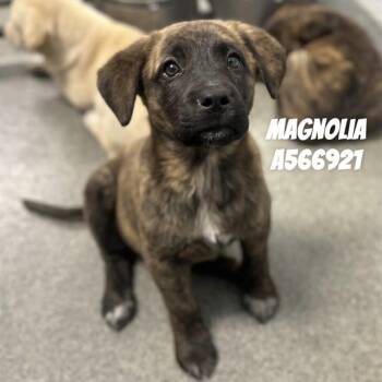 Labrador Retriever Dogs Available for Adoption - MAGNOLIA | PetCurious