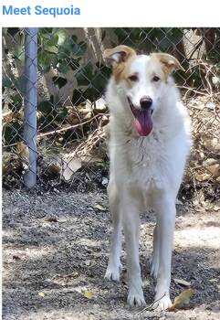 Sequoia -  Border Collie and Great Pyrenees Dog for Adoption in Salt Lake City, Utah - Sequoia | PetCurious