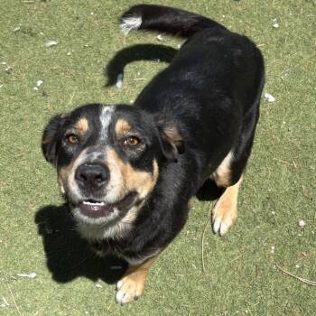 Bella - Butler Campus -  Australian Cattle Dog Blue Heeler and Mixed Breed Dog for Adoption in Flagstaff, Arizona - Bella - Butler Campus | PetCurious