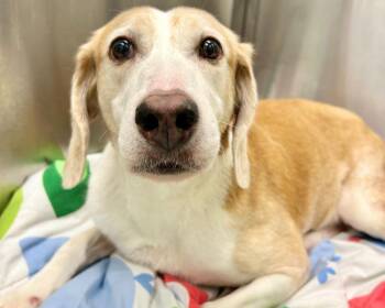 MAPLE -  Mixed Breed Dog for Adoption in Raleigh, North Carolina - MAPLE | PetCurious