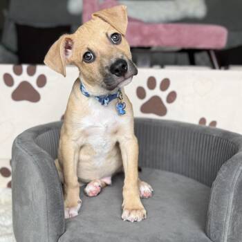 American Staffordshire Terrier Dogs Available for Adoption in Park Forest, Illinois - Leo | PetCurious