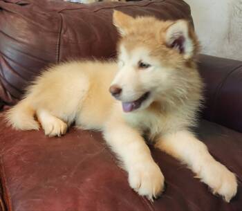 Emilia -  Alaskan Malamute Dog for Sale in North Lewisburg, Ohio - Emilia | PetCurious