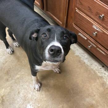 Labrador Retriever Dogs Available for Adoption in Tupelo, Mississippi - Shelly - 042204U-2 | PetCurious