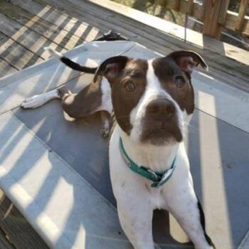 Rescue Mixed Breed Dogs for Adoption in Decatur, Georgia - Sailor Mars (I Have A Secret Crush!) | PetCurious