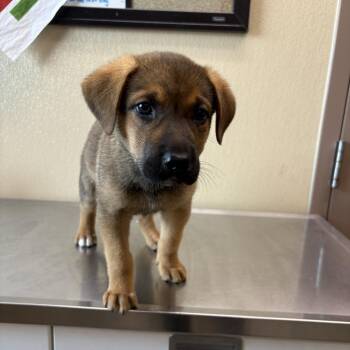 Bean -  Mixed Breed Dog for Adoption in Clavet, Saskatchewan - Bean | PetCurious