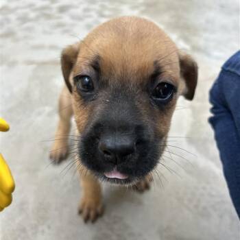 Rescue Shepherd and Mixed Breed Dogs for Adoption in Freeport, Florida - Simba | PetCurious