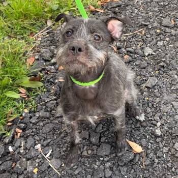 Pixie -  Standard Schnauzer Dog for Adoption in Jersey City, New Jersey - Pixie | PetCurious