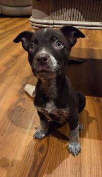 Chihuahua and German Shepherd Dog Dogs Available for Adoption - Stuart | PetCurious