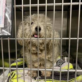 Mixed Breed Dogs Available for Adoption in Matteson, Illinois - Erwin | PetCurious