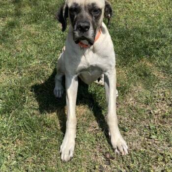 Mastiff Dogs Available for Adoption in Edmond, Oklahoma - Lilly (Lil Bit) | PetCurious