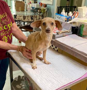 Chihuahua Dogs Available for Adoption in Benton, Louisiana - Falina (NOT YET AVAILABLE) | PetCurious