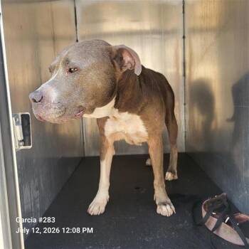 HALLIE -  American Staffordshire Terrier Dog for Adoption in San Antonio, Texas - HALLIE | PetCurious