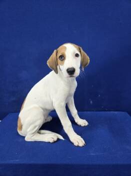 Rescue Hound and Mixed Breed Dogs for Adoption in Ruston, Louisiana - Groceries | PetCurious