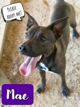 Rescue Labrador Retriever and American Staffordshire Terrier Dogs for Adoption in College Station, Texas - All The Way Mae | PetCurious