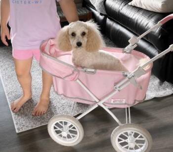 Lula Belle -  Poodle and Mixed Breed Dog for Adoption in Oak Creek, Wisconsin - Lula Belle | PetCurious