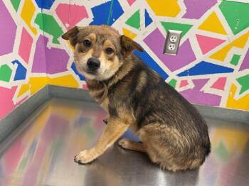 German Shepherd Dog and Mixed Breed Dogs Available for Adoption - CARLOS | PetCurious