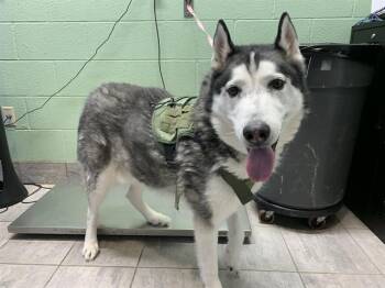 Rescue Husky and Mixed Breed Dogs for Adoption in Grand Prairie, Texas - MOON MOON | PetCurious