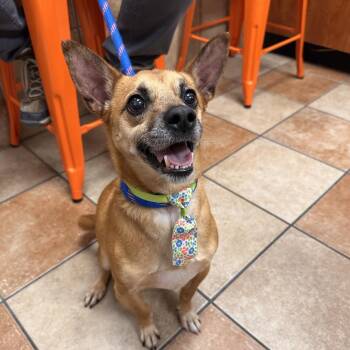 Taco -  Mixed Breed Dog for Adoption in Spokane, Washington - Taco | PetCurious