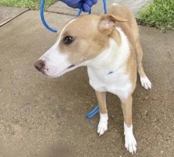 A658829 -  Basenji and Mixed Breed Dog for Adoption in Houston, Texas - A658829 | PetCurious