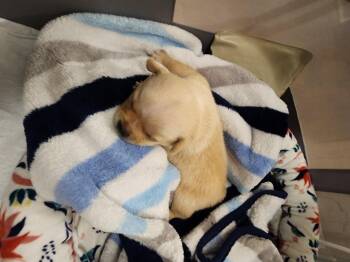Triskele -  Chihuahua Dog for Adoption in Houston, Texas - Triskele | PetCurious
