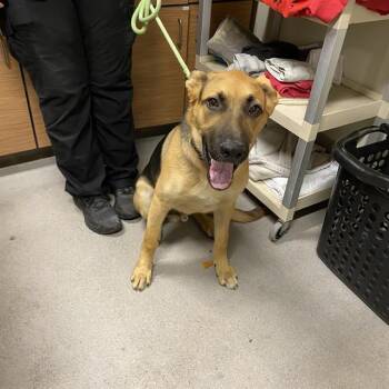 A614745 -  German Shepherd Dog and Mixed Breed Dog for Adoption in Modesto, California - A614745 | PetCurious