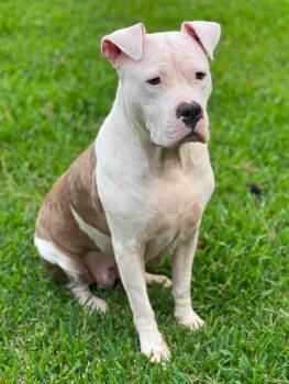 Apricot -  American Bulldog Dog for Adoption in Salem, New Hampshire - Apricot | PetCurious