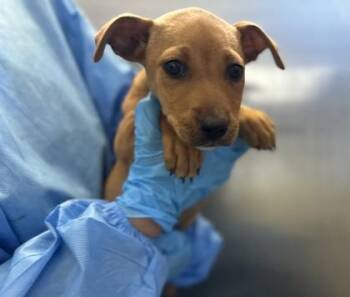 Terrier and Mixed Breed Dogs Available for Adoption in San Antonio, Texas - Leia | PetCurious