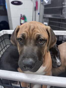 Mastiff and Mixed Breed Dogs Available for Adoption in Oklahoma City, Oklahoma - A472436 | PetCurious