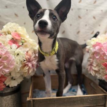 Harmony -  Husky Dog for Adoption in Newberg, Oregon - Harmony | PetCurious