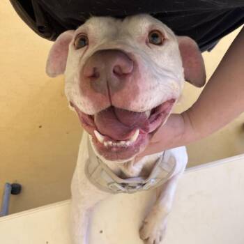 Pit Bull Terrier Dogs Available for Adoption in Roanoke, Virginia - Red | PetCurious