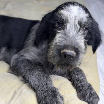 Tito -  German Wirehaired Pointer and Catahoula Leopard Dog Dog for Adoption in Atlanta, Texas - Tito | PetCurious